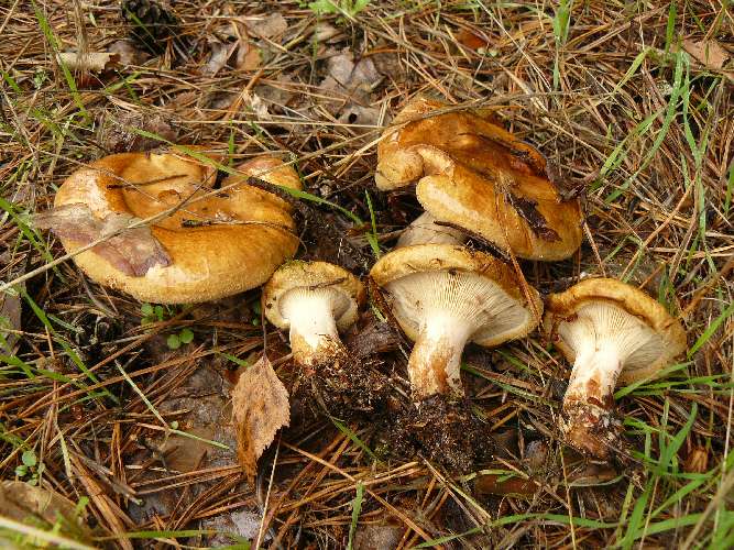 Paxillus involutus